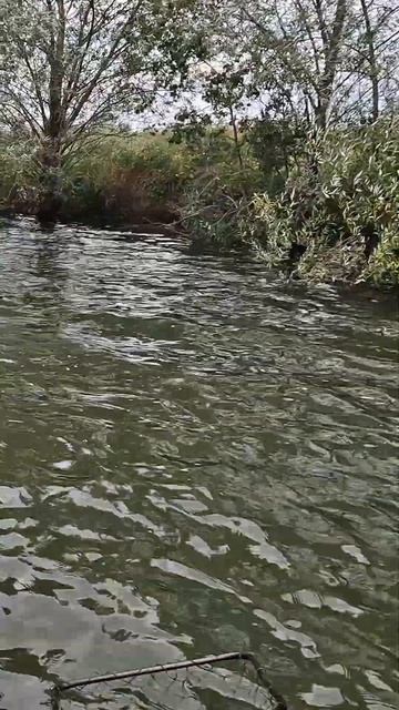 #shorts КАКУЮ ЛОДКУ ПВХ КУПИТЬ? КАКОЙ МОТОР КУПИТЬ ДЛЯ ЛОД смотреть онлайн