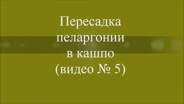 Пересадка пеларгонии в кашпо. Выпуск от 18.11.20