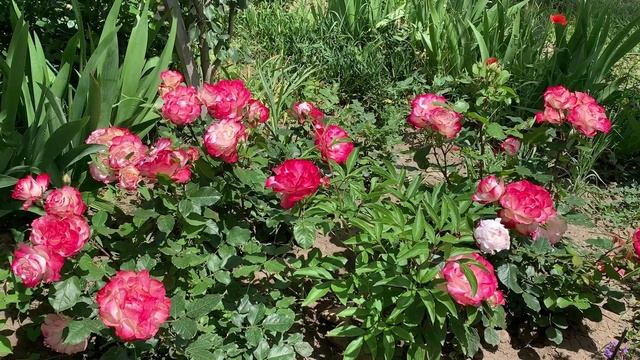 02.06.2025 Анапа цветы