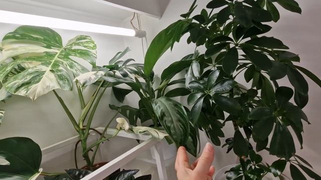 1 Обзор комнатных растений #plants #обзор #растения #цветы смотреть онлайн
