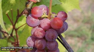 Свенсон Ред