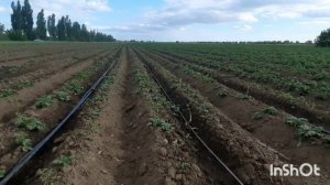 Картофель сорт Аризона✌️✌️🙂