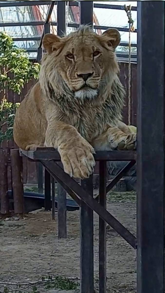 Очень красивый Шерханчик. ШЕРХАН на троне. #шерхан_тайган #шерхан #лев #lion #юмор #zoo #shortvideo смотреть онлайн