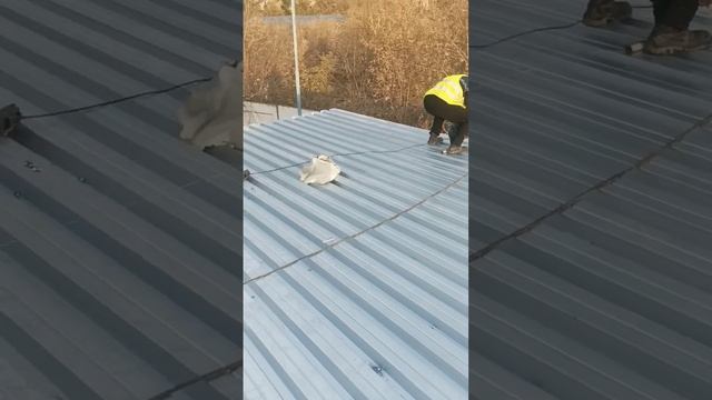 монтаж профлиста, долго ли? Омск смотреть онлайн