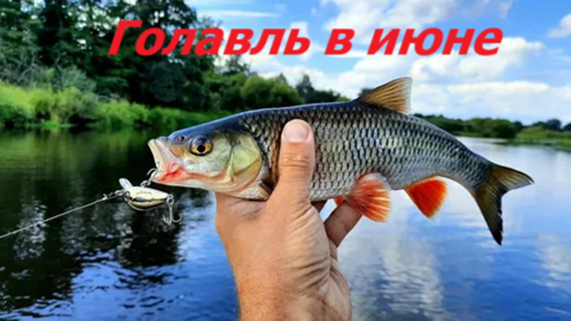 ТРОФЕЙНЫЙ ГОЛАВЛЬ в ИЮНЕ! КАК ЛОВИТЬ ГОЛАВЛЯ в ИЮНЕ? МЕСТА, СНАСТИ и ПРИМАНКИ для ЛОВЛИ ГОЛАВЛЯ смотреть онлайн