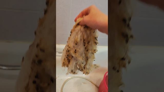 Как я мою овечье руно ( часть 2 ) эксперимент.