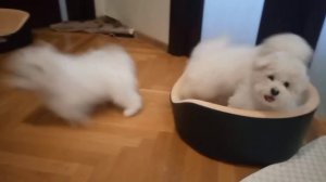 видео щенки