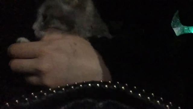 Сумасшедший Кот Мухтар смотреть онлайн