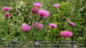 Трава расторопша: описание, свойства и применение