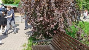 Московский зоопарк. Верблюды гордо поглядывая по сторонам греются на жарком солнце после долгой зимы