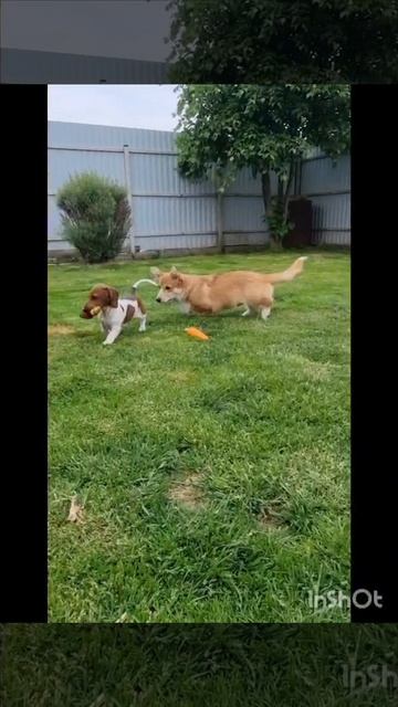 Красивый породный мальчик