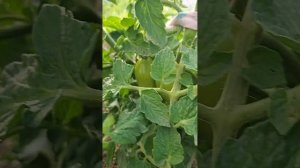 Томат ,,Банан красный,, в открытом грунте.Урожайность.О