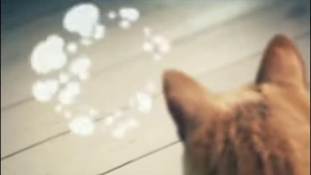 смешной АМ ням