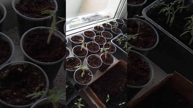 какой водой поливать рассаду ? смотреть онлайн