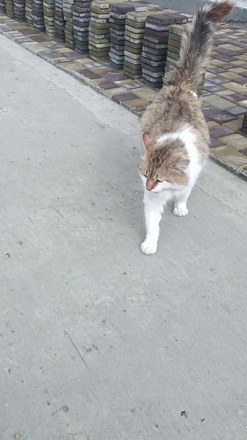 Проверка, слой цпс для тротуарной плитки. смотреть онлайн