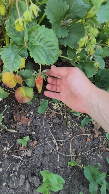 Клубника Сан Андреас и Купчиха наливают ягоду🥰 смотреть онлайн