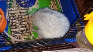 Белый крыс 02-06-2025