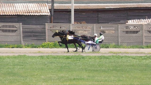 17.05.2025г.Абаканский Ипподром лошади  3-х лет рысистой породы   1600м