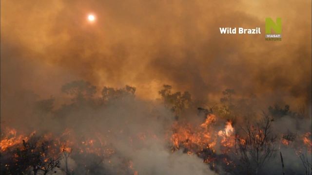 Viasat Nature   Дикая Бразилия