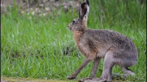 Зайцеобразные