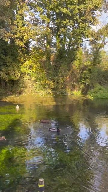 Приглашаю вас в райский уголок.Релакс с уточками🦆🦆? смотреть онлайн