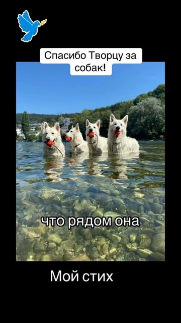 Стих про собак . Белая Швейцарская Овчарка # бшо # #swissdog смотреть онлайн