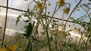 Обзор томата сорта Краса Сибири