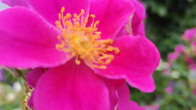 ТИХИЙ УГОЛОК...//цветение роз 10.06.2023г. смотреть онлайн