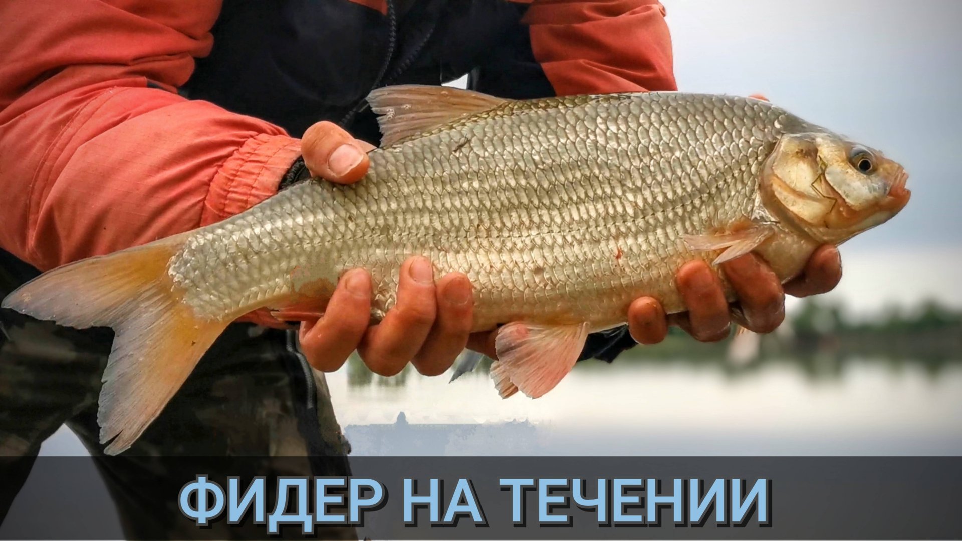 Речной фидер. Рыбалка 2025. Поклёвки на фидер. смотреть онлайн