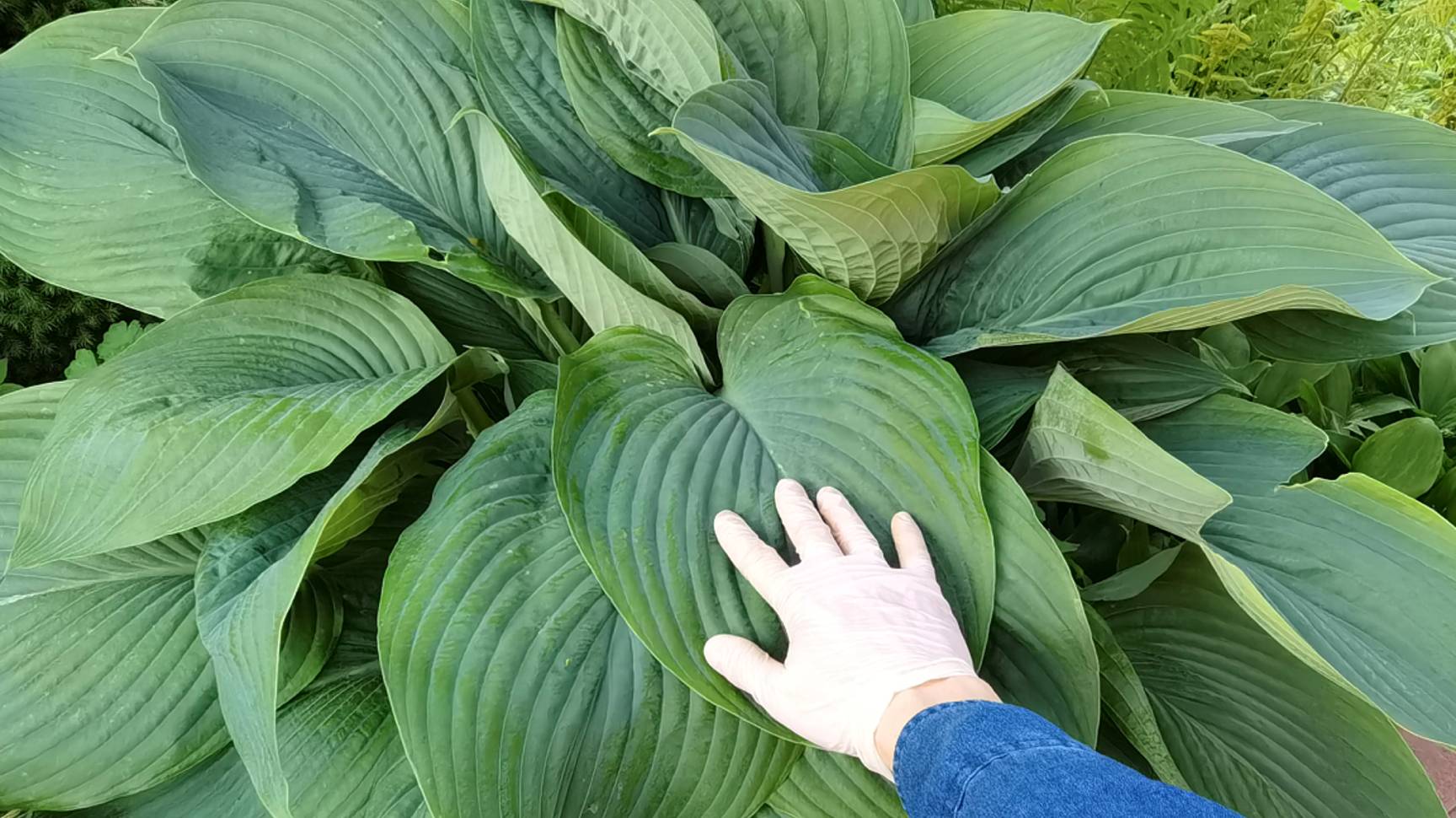 3 правила пышных кустов хост! Как вырастить самые красивые хосты в саду смотреть онлайн