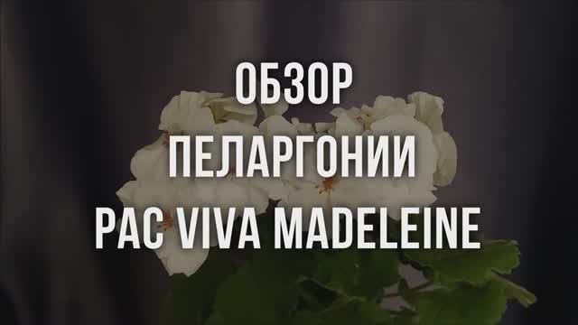 Обзор пеларгонии PAC Viva Madeleine. Выпуск от 15.08.21