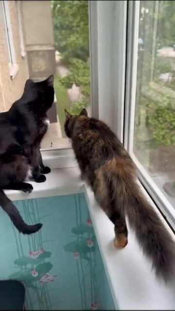 Савелий и Тимофей уголок не поделили. Пора вводить руб смотреть онлайн