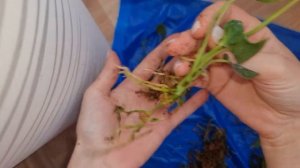 8 деток с одного пенька антуриума