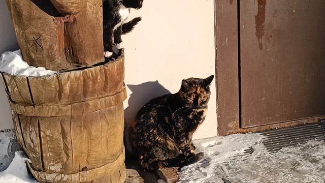 ИРОНИЯ СУДЬБЫ, ИЛИ КОШКИ ТОЖЕ ЛЮБЯТ БАНЮ