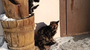 ИРОНИЯ СУДЬБЫ, ИЛИ КОШКИ ТОЖЕ ЛЮБЯТ БАНЮ