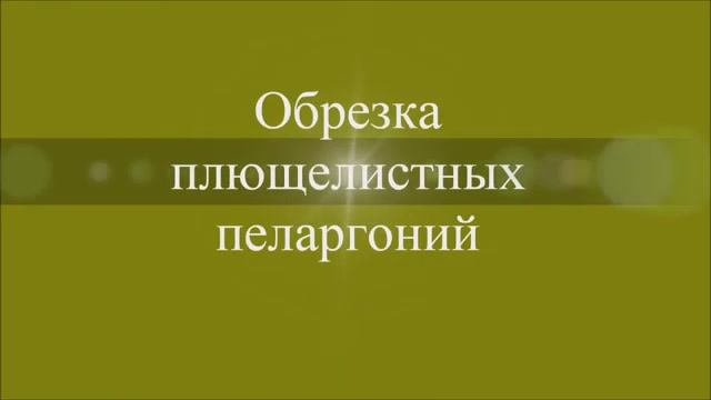 Обрезка плющелистных пеларгоний. Выпуск от 07.12.20