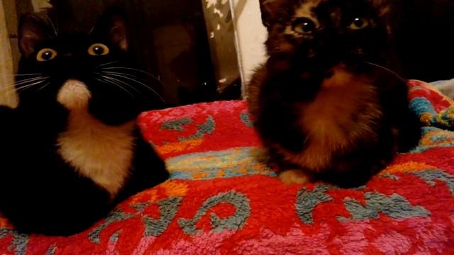 Котята на подоконнике) смотреть до конца смотреть онлайн