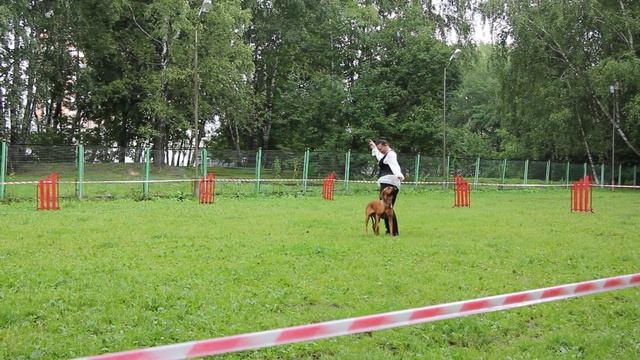 Танцы с собаками 05.08.2017 НТМ Пескова Светлана и Злата смотреть онлайн