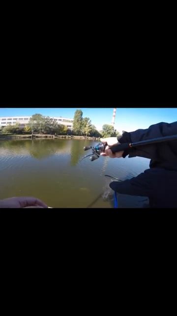 ЩУКА НА КРУПНЫЙ СИЛИКОН #fish #fishing #shimano #рыбалка #fishingvideo # смотреть онлайн