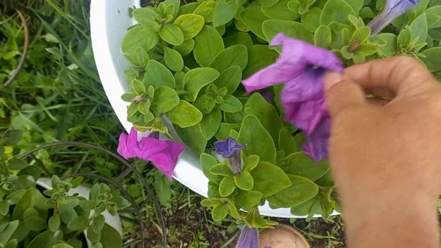 Жизнь в Деревеи , ОН ПРИШЕЛ И ВСЕ НАШЕЛ смотреть онлайн