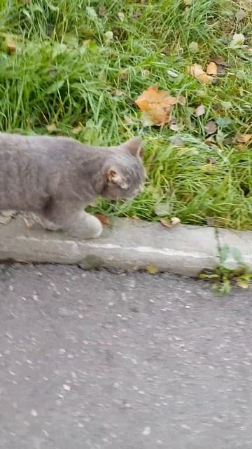 Кот идёт по бордюру смотреть онлайн