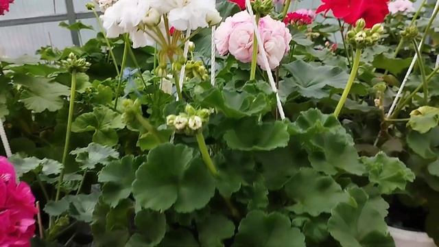 Пеларгония- сорта 100% для подоконника рекомендую! смотреть онлайн