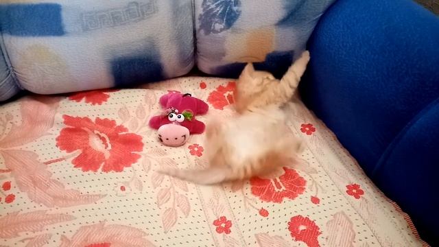 7 серия. Рыжик учиться вязать.7 series. Ginger is learning to knit. смотреть онлайн