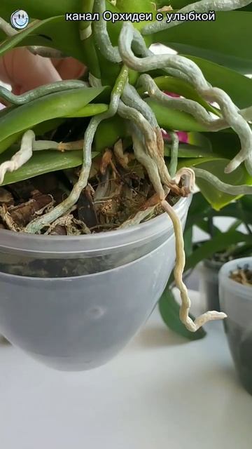 Полив орхидеи в коре и в керамзите. Отличие #орхидеи #о? смотреть онлайн