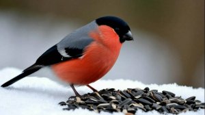 Птицы на кормушке (27.02.2025 года)