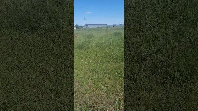 камори козы к разведению смотреть онлайн