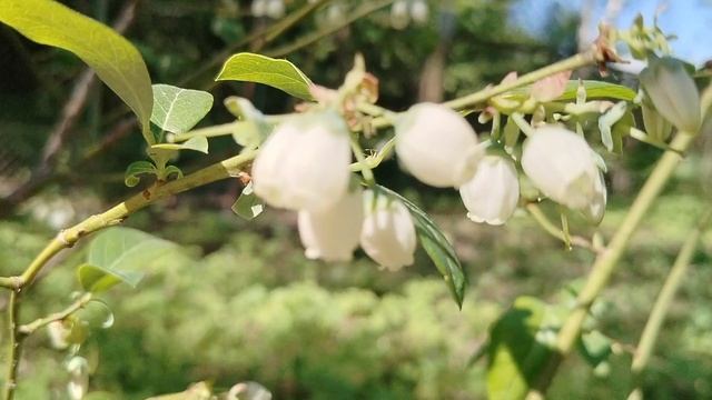 Голубика в суглинке? Что это такое зацвело у нас в саду? смотреть онлайн