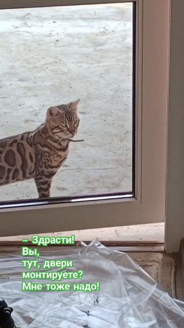 гость пришёл! #двери #волгодонск #монтаж #установка 89094 смотреть онлайн