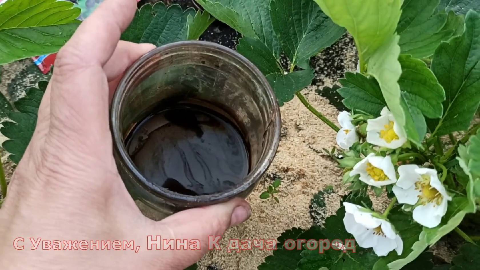 5 подкормок для клубники! Кормлю клубнику во время цветения и плодоношения! Ягода крупная и сладкая.