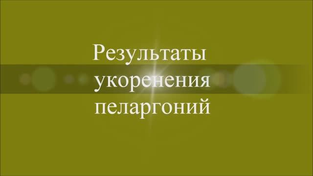 Результаты укоренения пеларгоний. Выпуск от 03.04.21